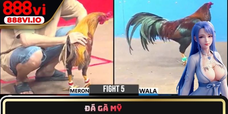 Đá gà Mỹ
